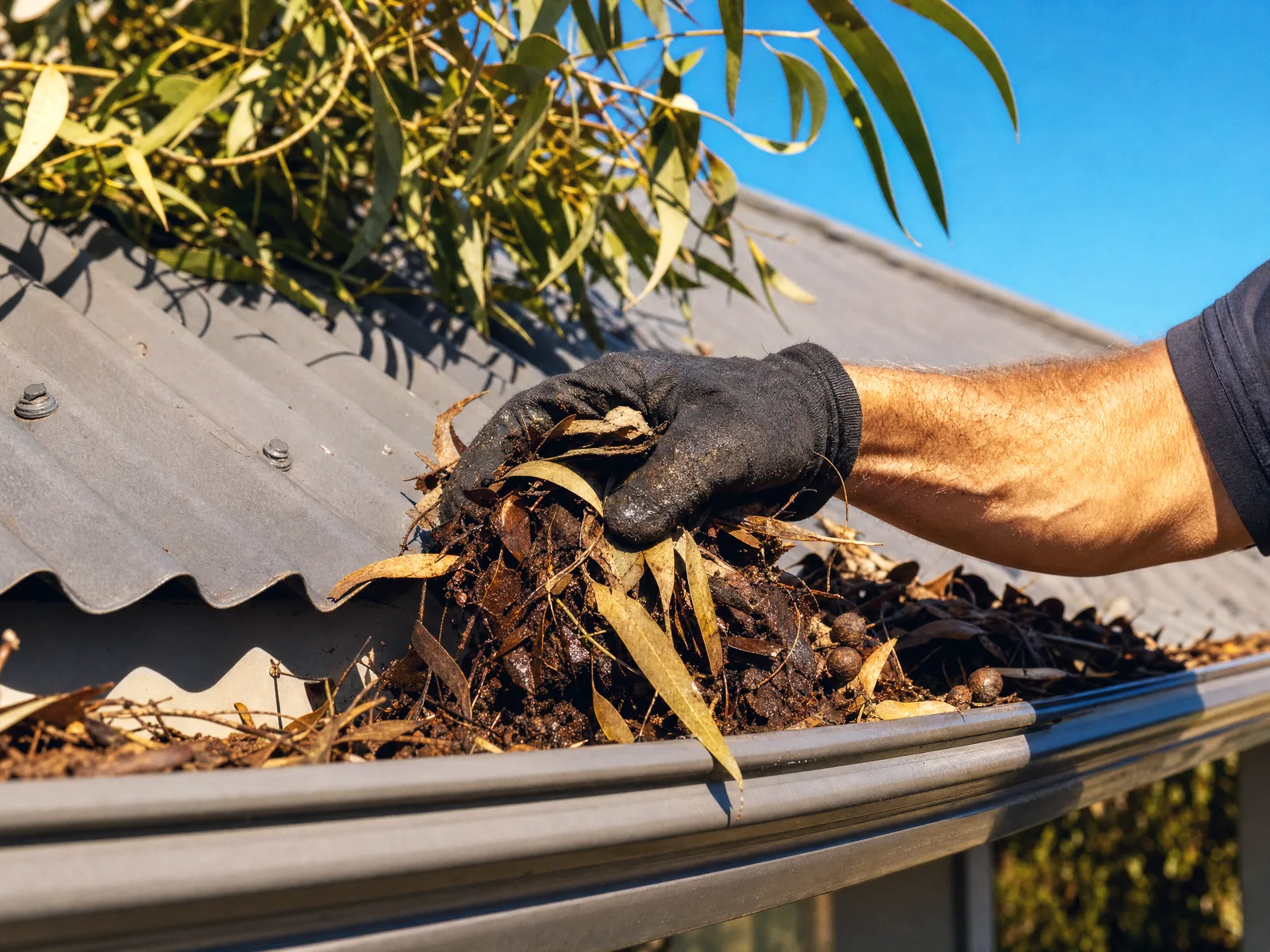Gutter packed with dry gum leaves, gloved hand clearing it, Colorbond roof edge above